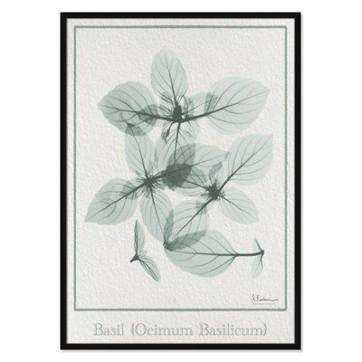 Jeanette "Basil Ocimum Basilicum" Painting