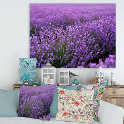 " Blooming Purple Lavender Field "