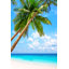 «Beach with Palm Trees» par Preto_Perola - Photographie sur toile tendue