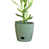 Sage Green