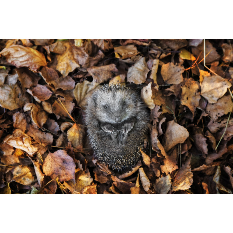 European Hedgehog - Wrapped Canvas Print, 30cm H x 46cm W x 3.8cm D