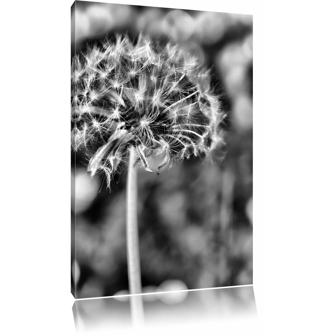 Leinwandbild Pusteblume auf Wiese in Monochrom