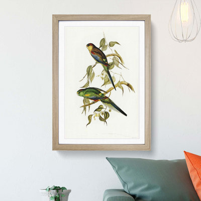 Colourful Parakeets by Elizabeth Gould - Picture Frame Painting