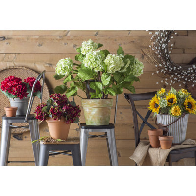 Hydrangea Arrangement in Pot