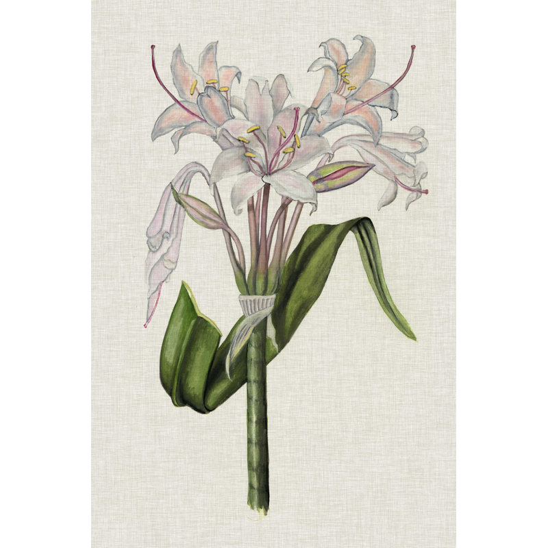 Crinium lis II, H 18 po x l 12 po