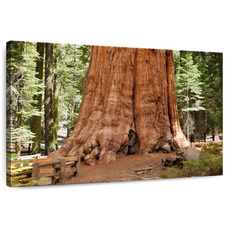 Harnek Ancient Sequoia Tree, 20" H x 30" W