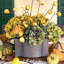Handsome Iron Planter Set