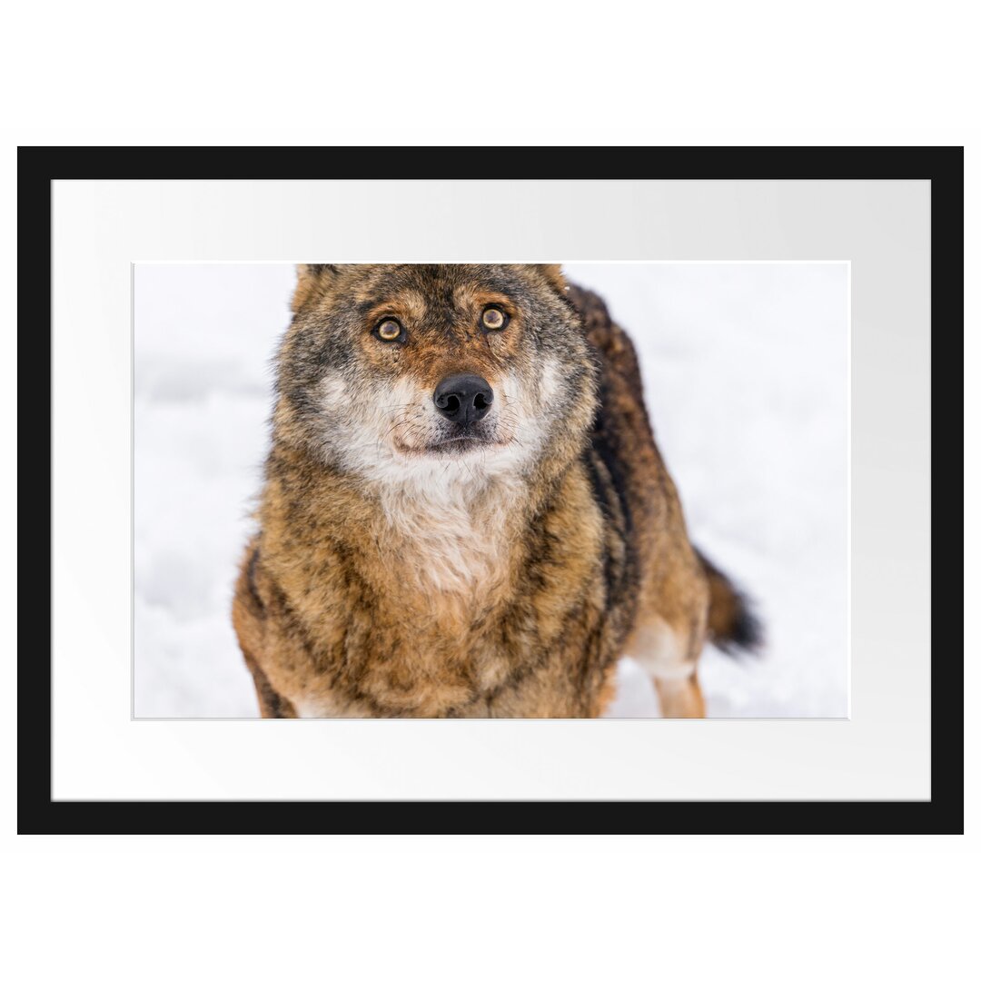 Gerahmtes Poster Niedlicher Wolf im Schnee