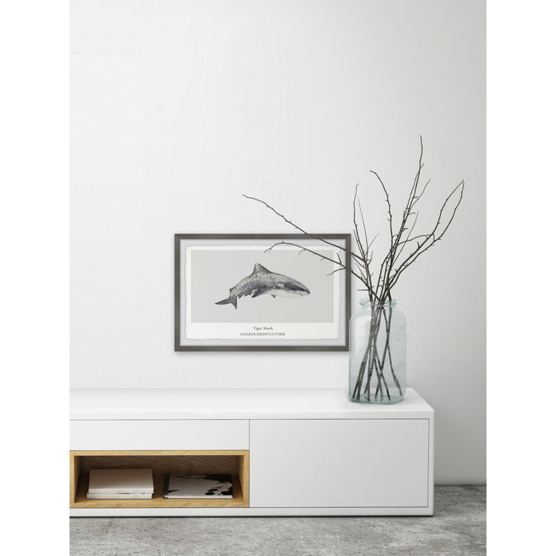 Galeocerdo Cuvier by Marmont Hill - Single Picture Frame Painting, 38cm H x 45cm W x 3.81cm D