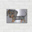«Dappled Dachshund Walking» par Danny Gordon-604819483