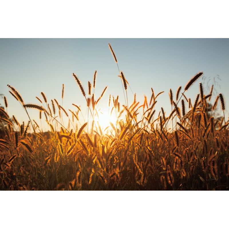 Morning Grain - Wrapped Canvas Photograph, 24" H x 36" W 