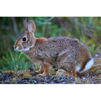 Wild Rabbit by Jamesvancouver - Wrapped Canvas Print