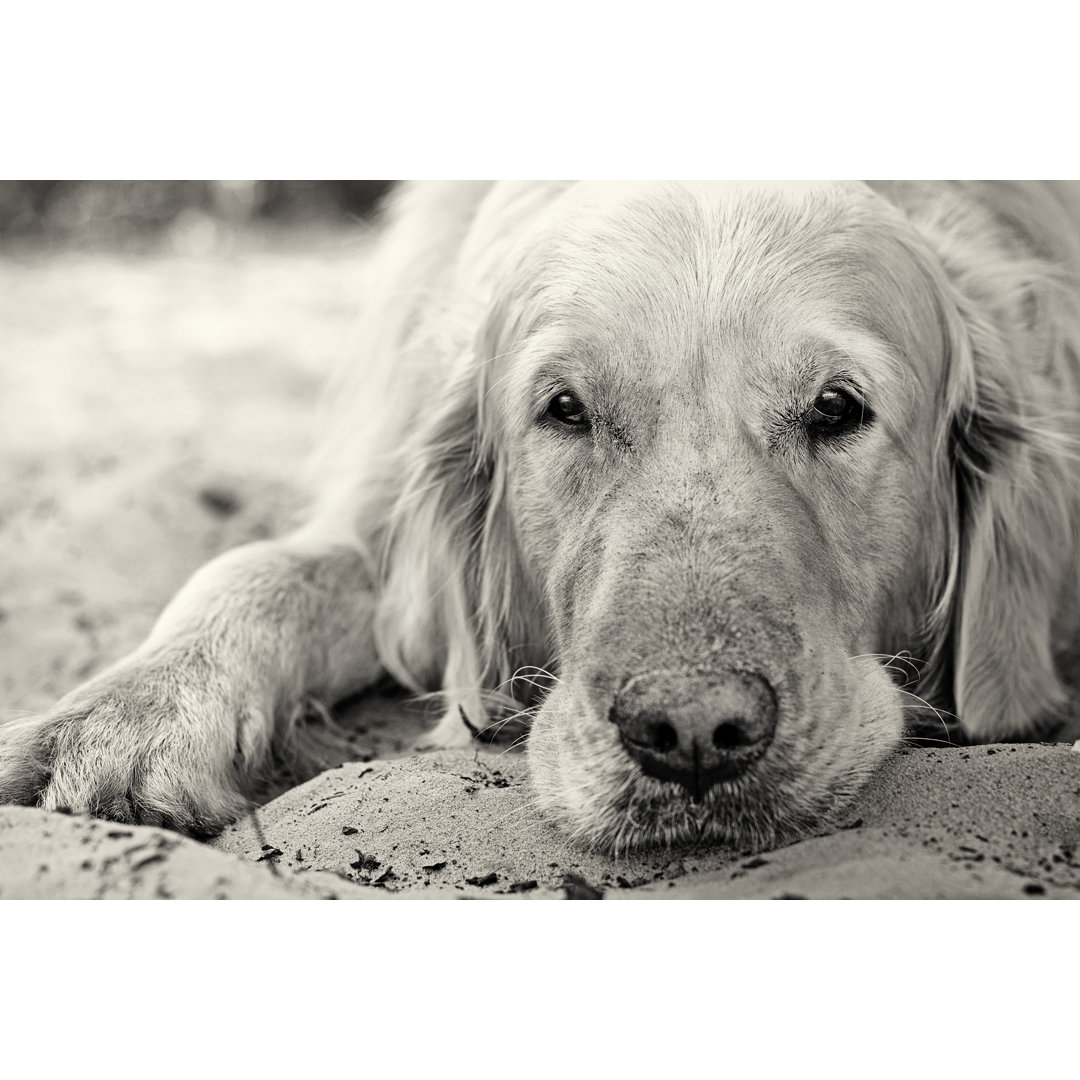 Golden Retriever von Kosobu - Kunstdrucke auf Leinwand