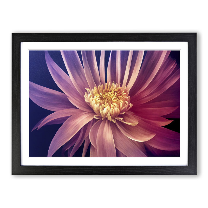 Serene Chrysanthemum Flower - Framed Print, 25cm H x 34cm W x 2cm D, Black