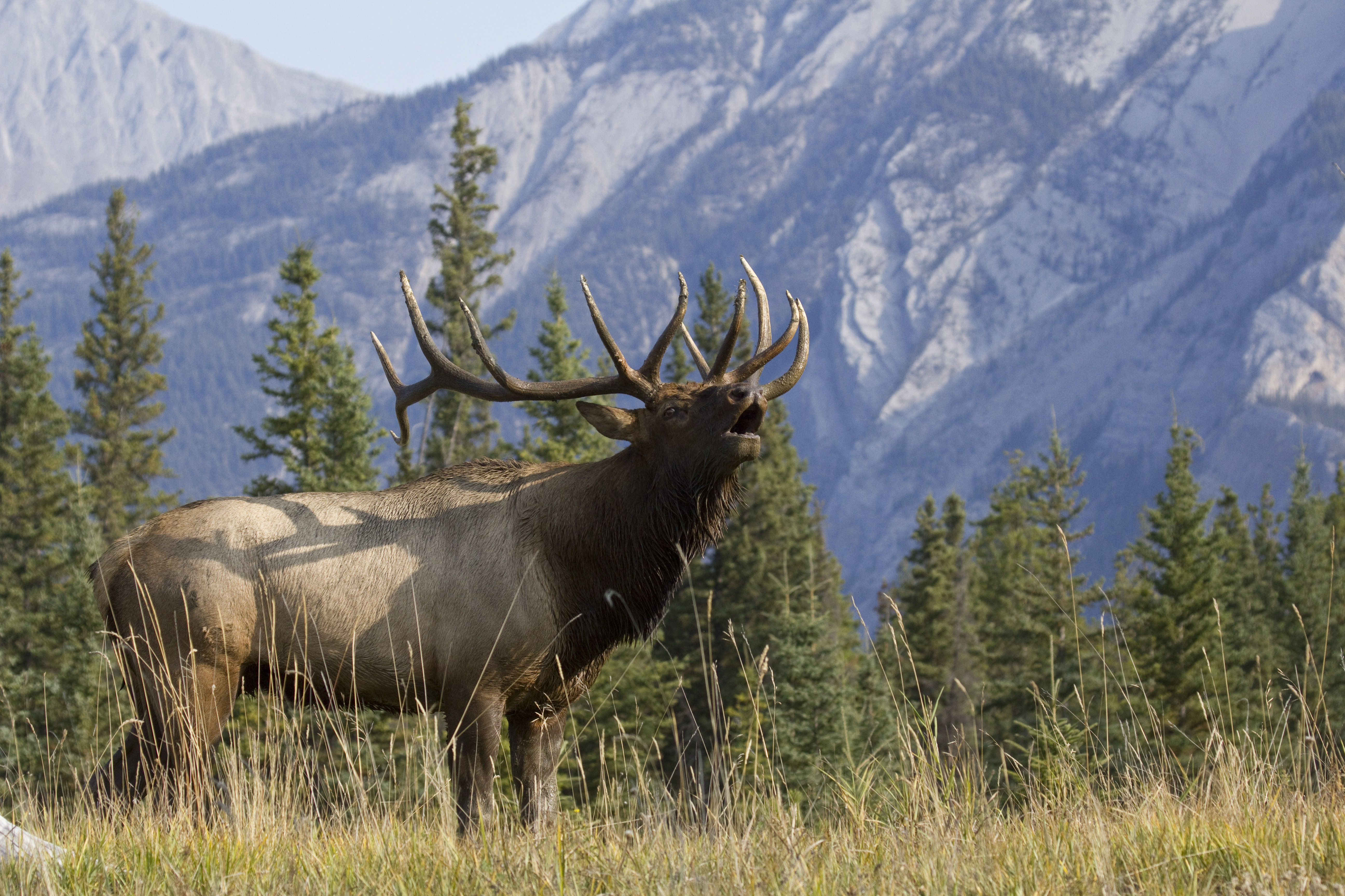 Select “A” Bull Elk Calling System - Rocky Mountain Hunting Calls and  Supplies