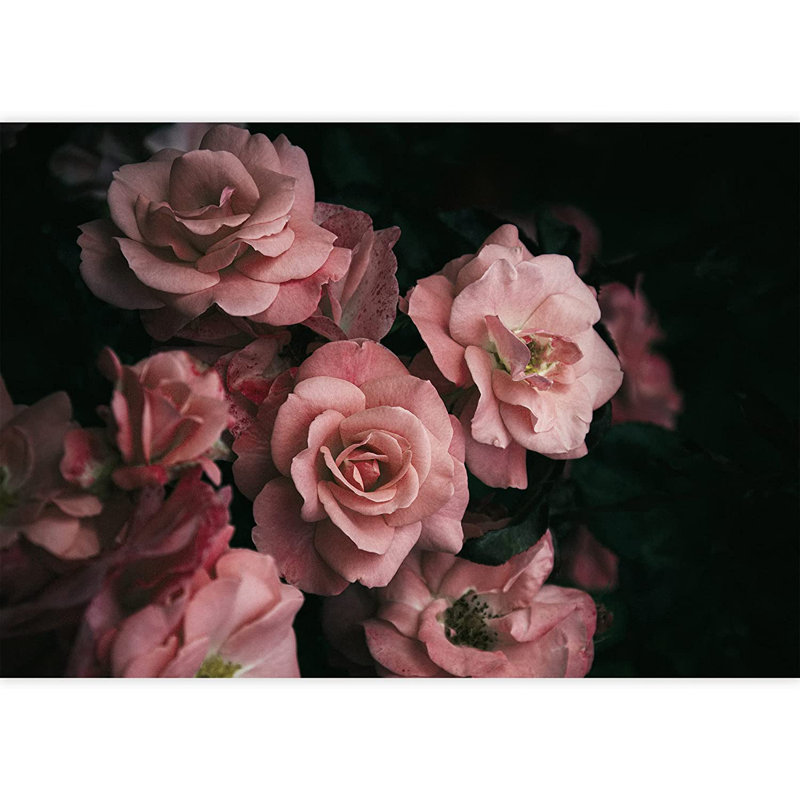 Gros plan sur une fleur rose foncé, L 100 po x l 144 po