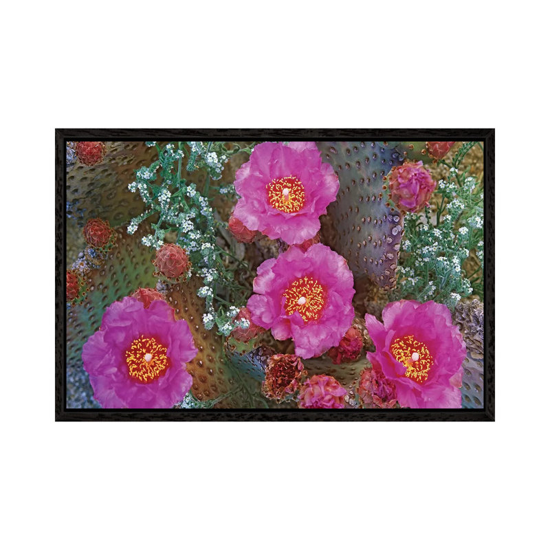 Beavertail Cactus Flowering, Arizona by Tim Fitzharris - Floater Frame Gallery-Wrapped Canvas Giclée on Canvas, Black