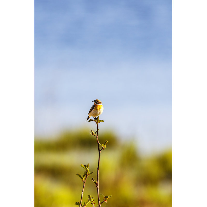Beautiful Whinchat Bird - Wrapped Canvas Print, 46cm H x 30cm W
