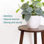 Myrtletown Plant Stand - Set of 2