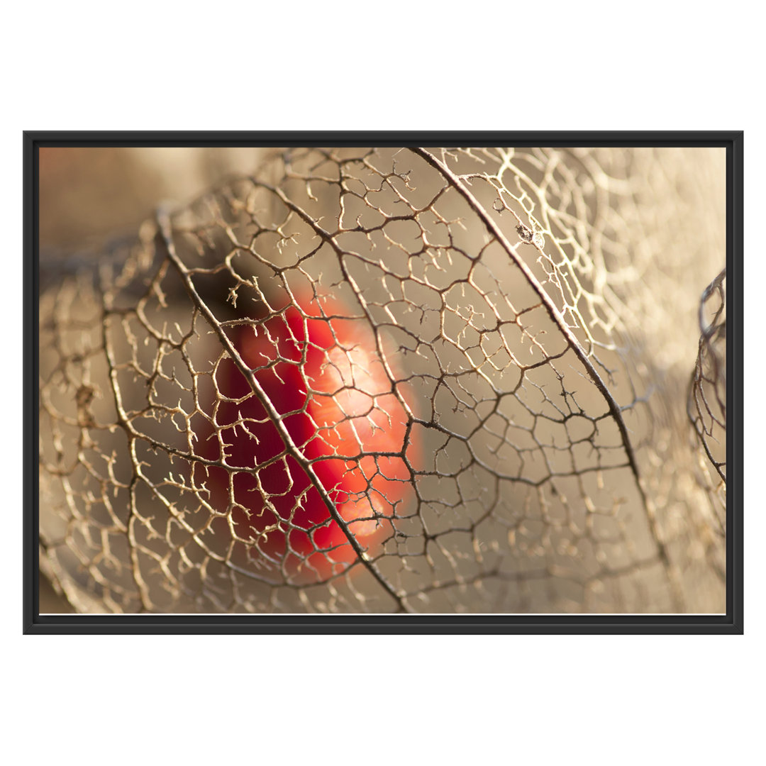 Gerahmtes Wandbild Rote Physalis