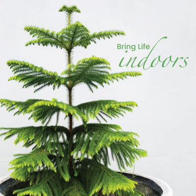 American Plant Exchange Norfolk Island Pine Tree, Pot, Tropical Evergreen