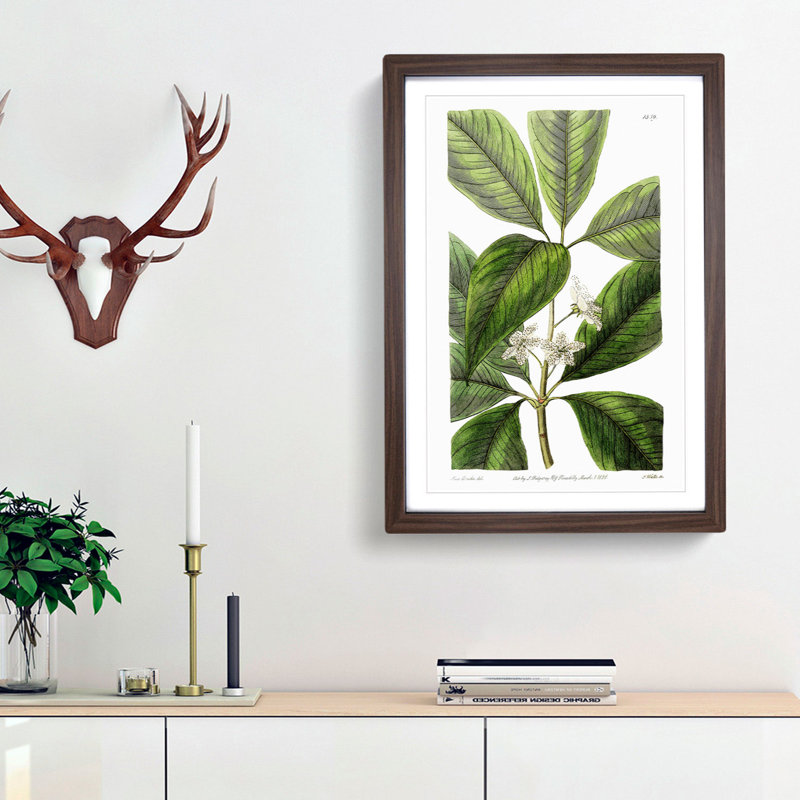 Flowering Tristania Plant - Framed Print, 48cm H x 36cm W x 2cm D, Walnut Framed