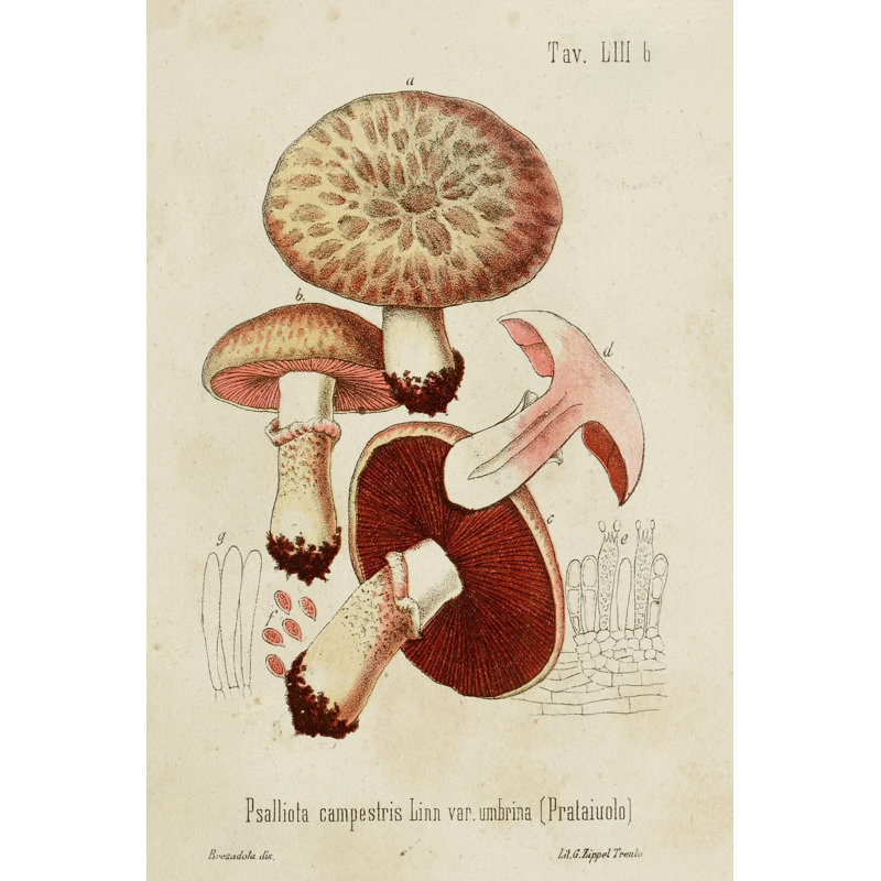 Mushroom Varieties II - Art Prints, Wrapped Canvas, 76cm H x 51cm W