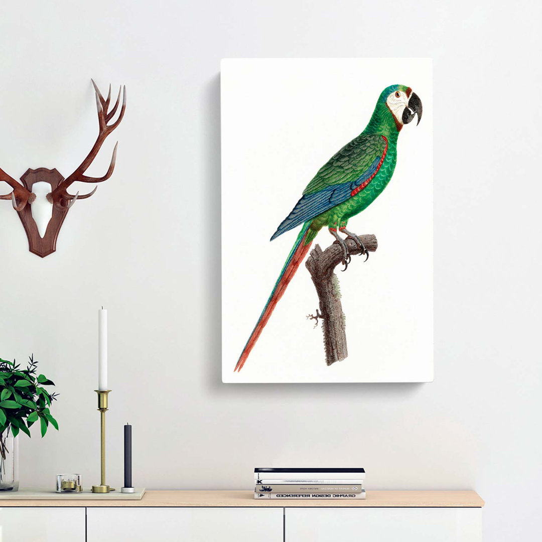 A Blue-Winged Macaw Parrot by F. Levaillant - Wrapped Canvas
