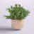 9.5'' Faux Eucalyptus Plant in Ceramic Planter