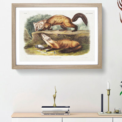 Pine Martens by J.W. Audubon - Picture Frame Painting Print