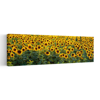Tournesols dans un champ, Bouches-du-Rhone, Provence, France