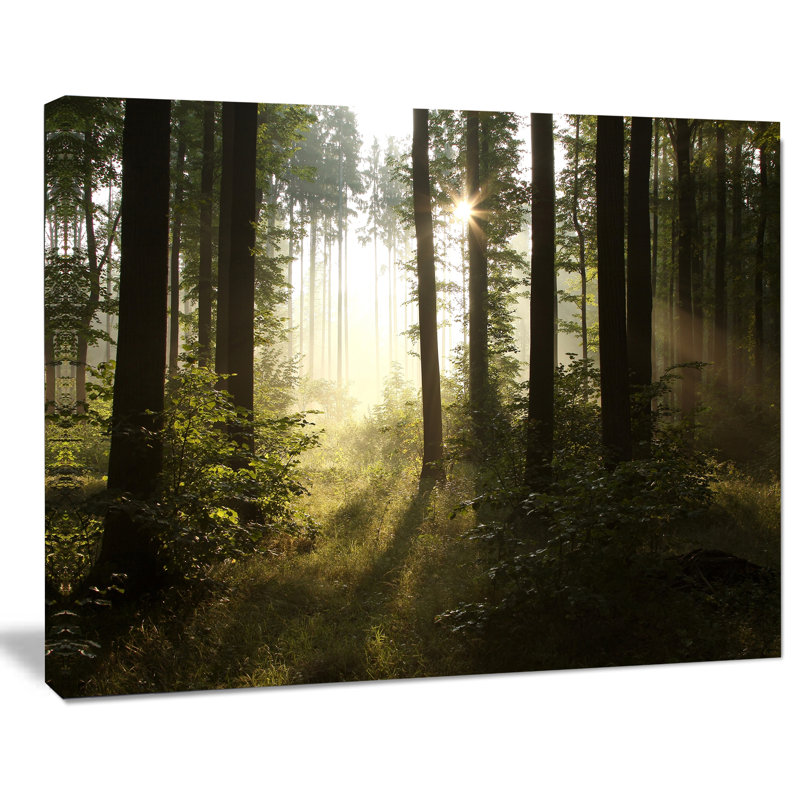 Early Morning Sun Green Forest Landscape Canvas Print