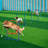 Dog Agility Training Equipment 4 PCS Set Hurdles and Jump Ring Obstacle