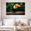 Toucan brésilien Brampt-107866933