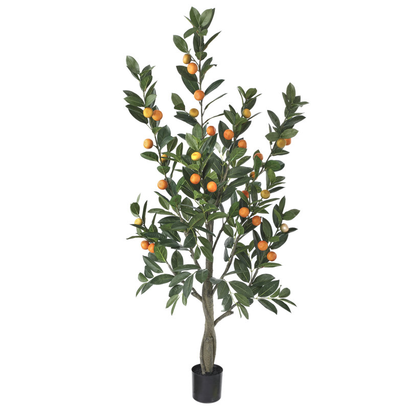 Mandarine 5 'en pot