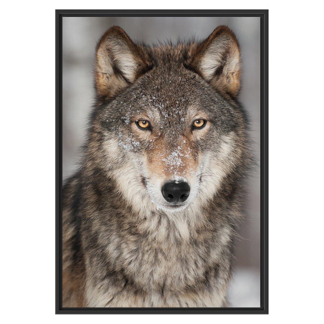 Gerahmtes Wandbild Wachsamer Wolf