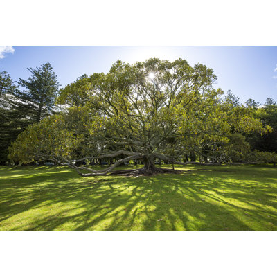 Cornwall Park par Denizunlusu