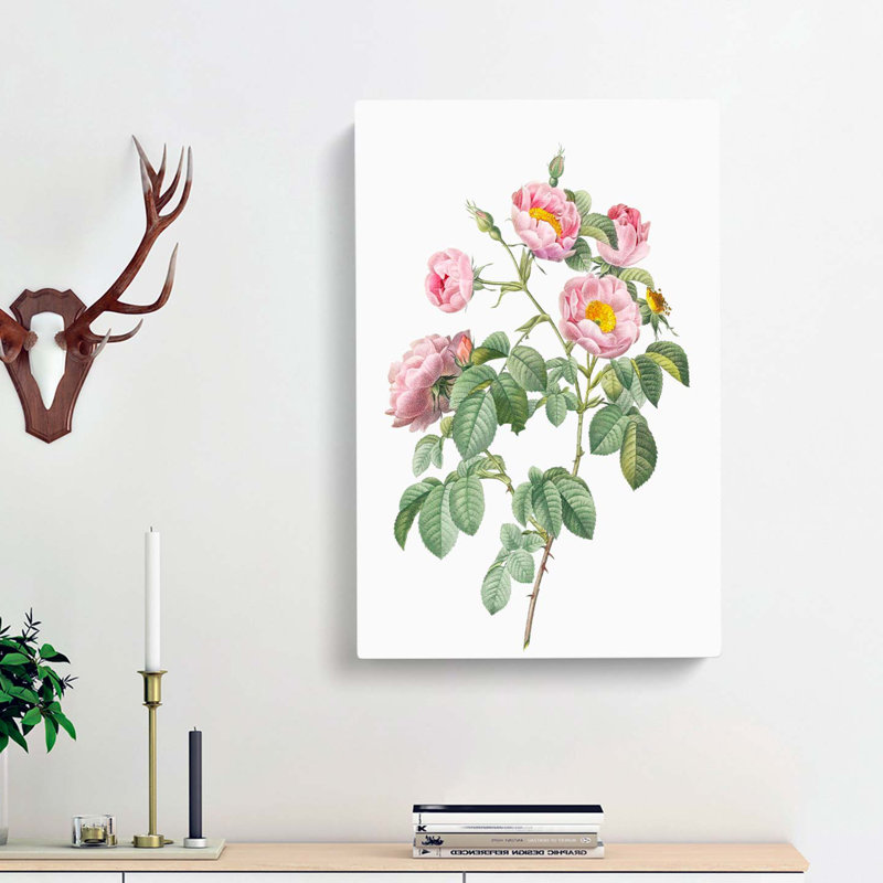 Tomentose Rose In Pink by Pierre-Joseph Redoute - Wrapped Canvas Painting, 60cm H x 40cm W x 3cm D