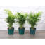 Live Parlor Palm Plant Set