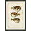 Puffer Fish Print