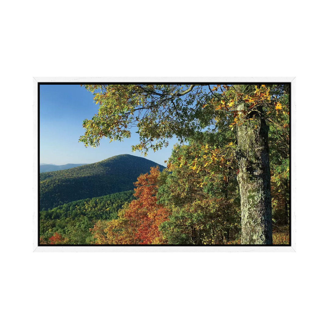 Broadleaf Forest In Fall Colors As Seen From Doyles River Overlook Shenandoah National Park Virginia von Tim Fitzharris ...