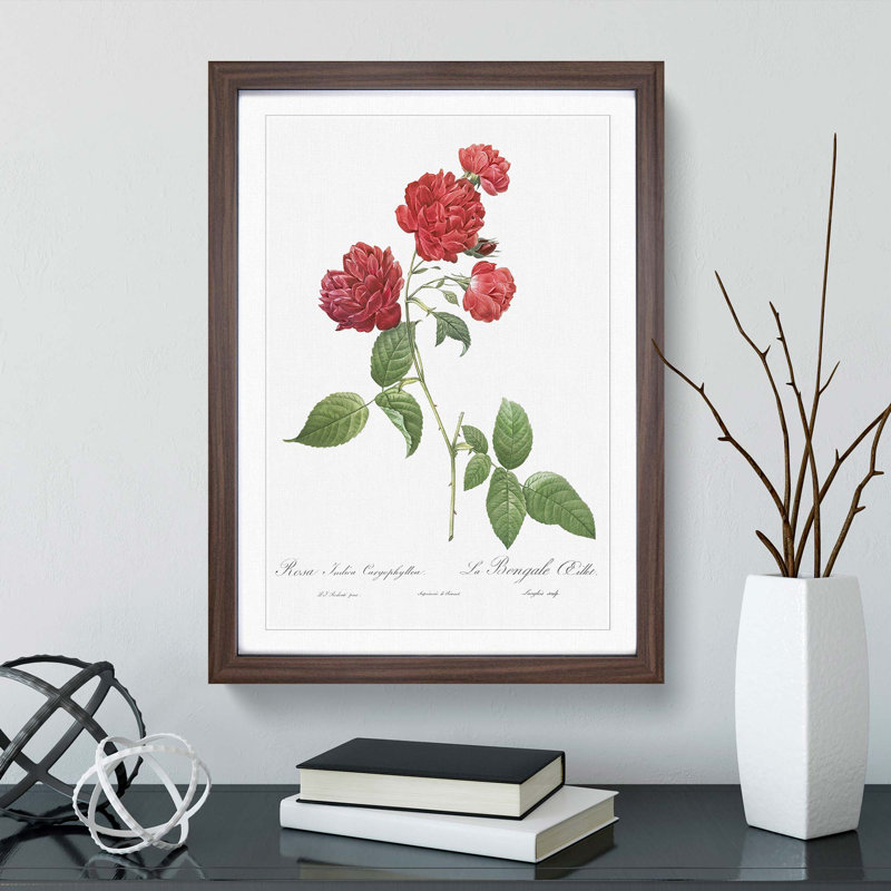 Red Cabbage Rose by Pierre-Joseph Redoute - Picture Frame Painting Print, Walnut Framed, 36cm H x 27cm W x 2cm D