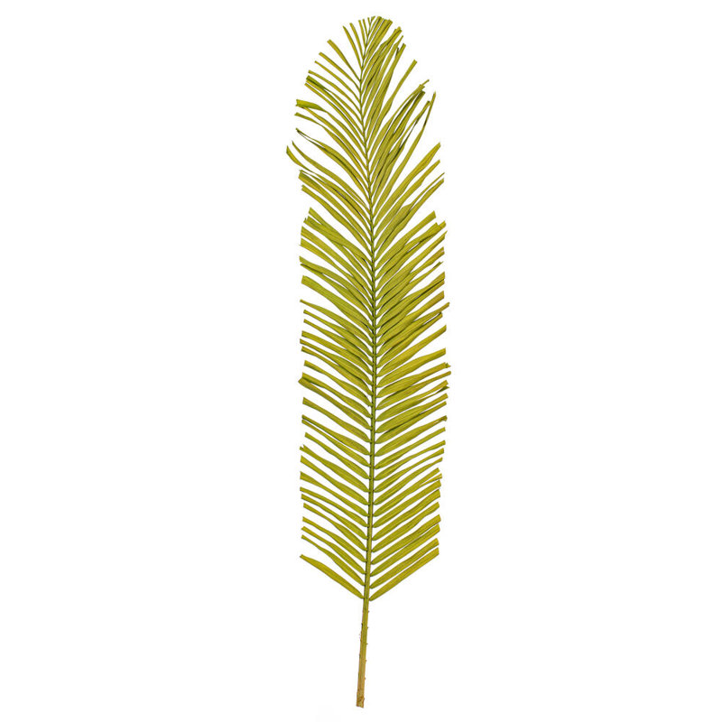 Palm Plant, Basil