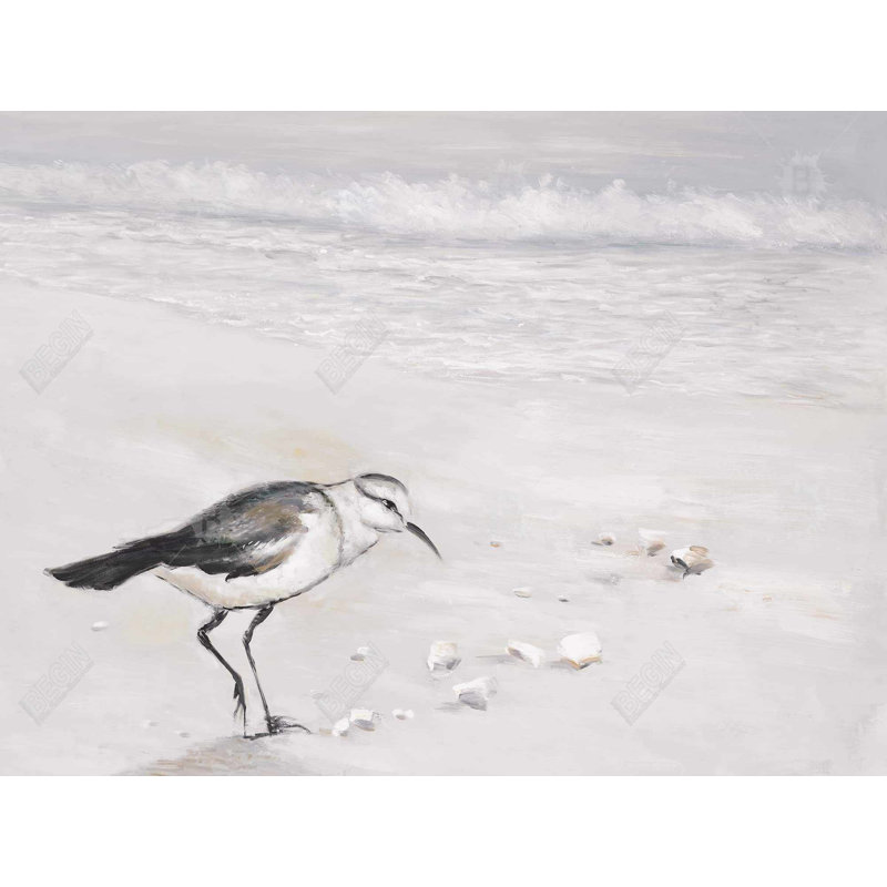 Semipalmated Sandpiper Print On Canvas