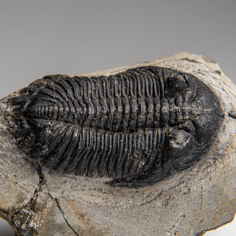 Genuine Trilobite (Ptychopariida) Fossil On Matrix (336.7 Grams)