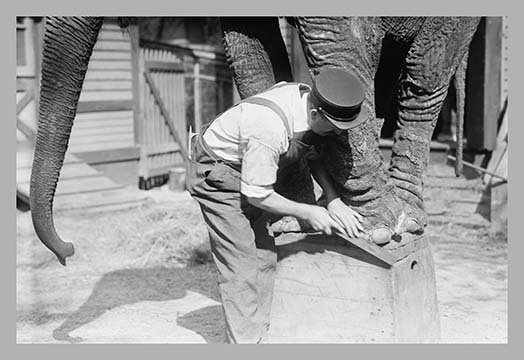 « éléphant pedicure », reproduction de photo, H 28 po x l 42 po x P 1,5 po