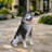 Lifelike Husky Dog Statue