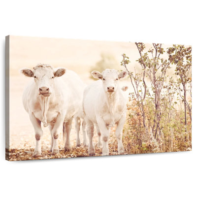 Brampt Charolais Cows