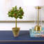 Holly Topiary in Terracotta Planter