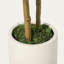 152cm Plant